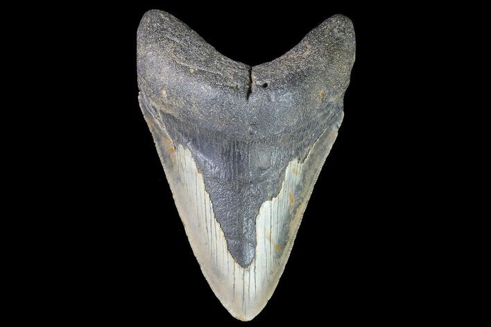 Bargain, Megalodon Tooth - North Carolina #83927